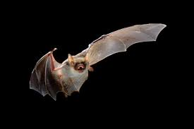 Tisbury Bat Test Positive for Rabies
